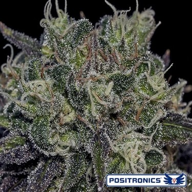 View Black Widow de Positronics feminizado - GB The Green Brand