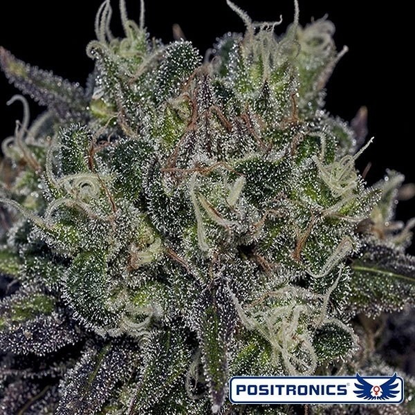 View Black Widow de Positronics feminizado - GB The Green Brand