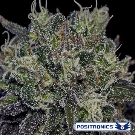 Black Widow de Positronics feminizado - GB The Green Brand