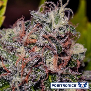 Caramelice de Positronics Feminizada - GB The Green Brand