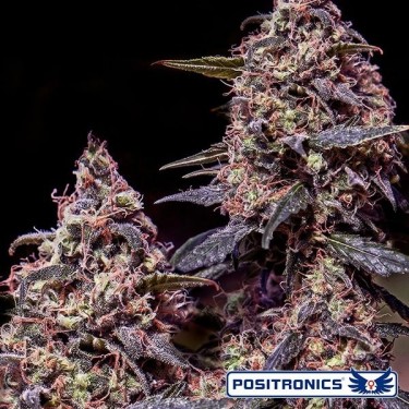 Somango 47 de Positronics feminizado - GB The Green Brand