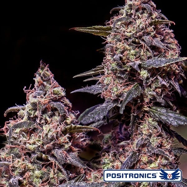 View Somango 47 de Positronics feminizado - GB The Green Brand