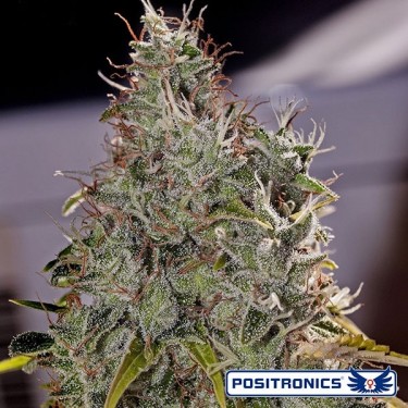 Amnesia Mistery planta de maconha