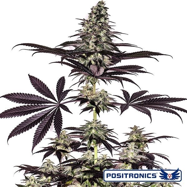 CBD + Caramelice Express Auto de Positronics - GB The Green Brand