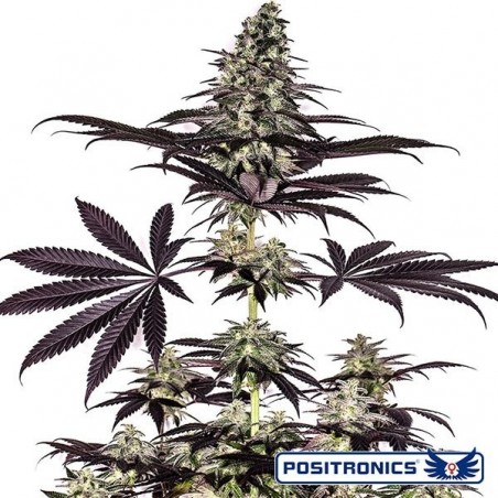 CBD + Caramelice Express Auto de Positronics - GB The Green Brand