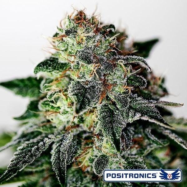 Mystic Cookie Express Auto de Positronics - GB The Green Brand