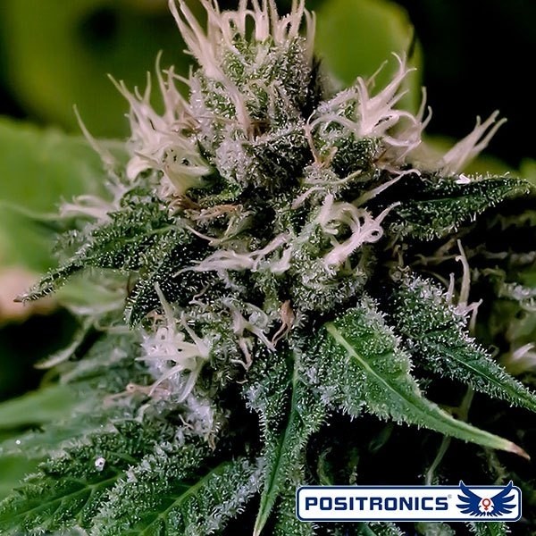 Critical 47 Express Auto de Positronics automático - GB The Green Brand