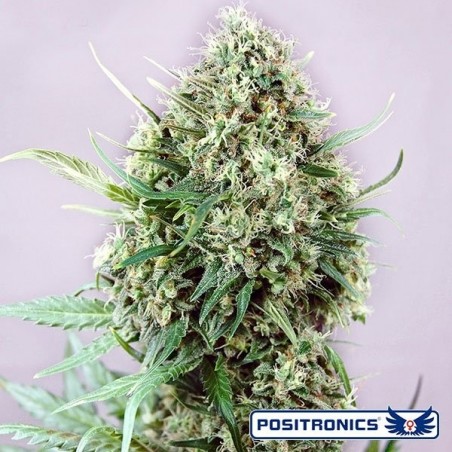Jack Diesel Express Auto de Positronics automático - GB The Green Brand