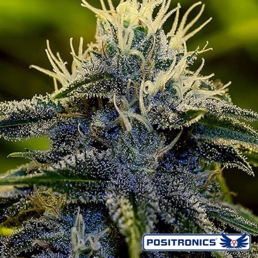 Afghan Express Auto de Positronics feminizado - GB The Green Brand