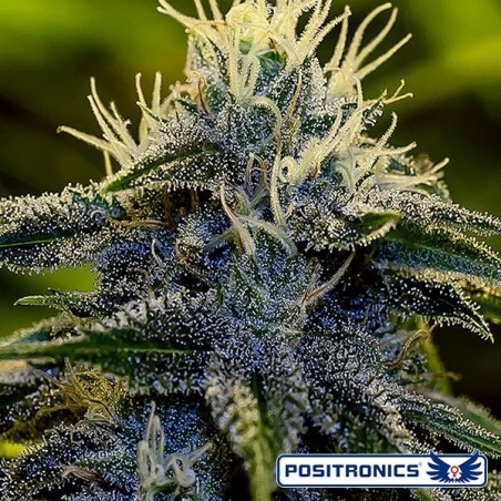 Afghan Express Auto de Positronics feminizado - GB The Green Brand