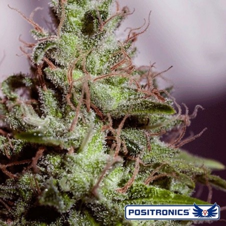 Supercheese Express Auto de Positronics - GB The Green Brand