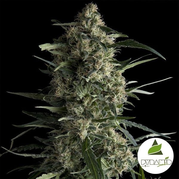 View Galaxy de Pyramid Sementes Feminizadas - GB The Green Brand
