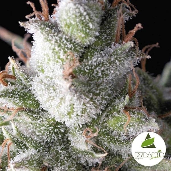 View Ramses planta de cannabis