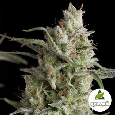Super OG Kush de sementes de pirâmide feminizadas - GB The Green Brand