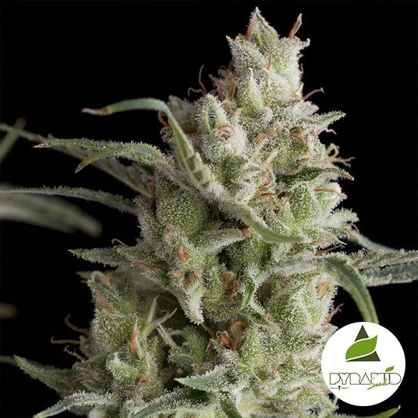 View Super OG Kush de sementes de pirâmide feminizadas - GB The Green Brand