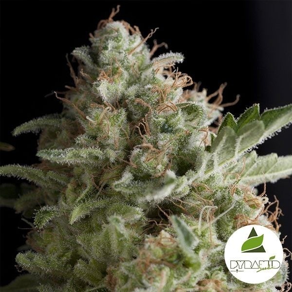 View American Pie of Pyramid Seeds feminized - GB The Green Brand