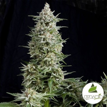 Amnesia Gold de Pyramid Seeds feminizado - GB The Green Brand