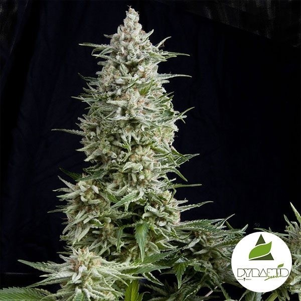 Amnesia Gold de Pyramid Seeds feminizado - GB The Green Brand