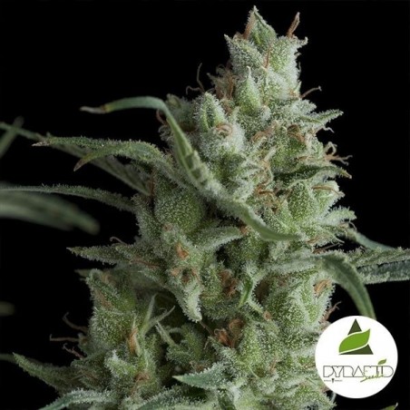 Pirâmide Sementes feminizada Kryptonite - GB The Green Brand