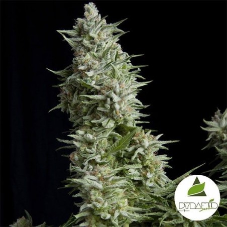 Alpujarreña da Pyramid Seeds feminizada - Grow Barato