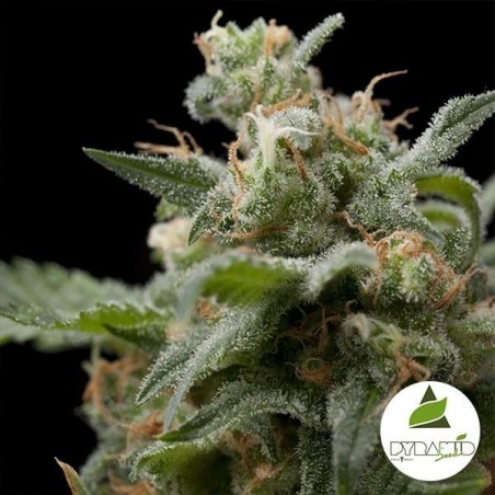 Pyramid Seeds Super Hash feminizado - GB The Green Brand
