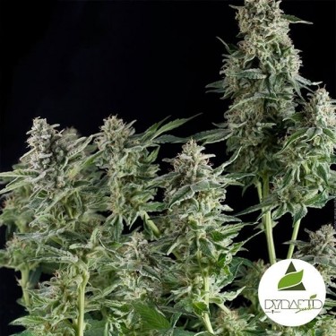 Northern Lights of Pyramid Seeds feminized - GB The Green Brand