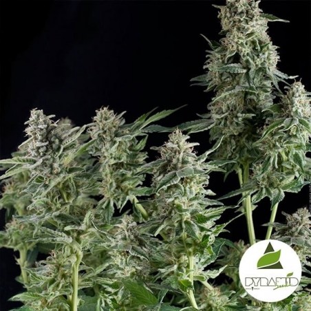 Northern Lights of Pyramid Seeds feminized - GB The Green Brand