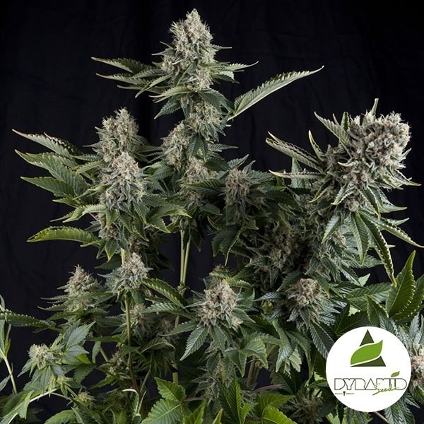 View White Widow de sementes de pirâmide feminizadas - GB The Green Brand