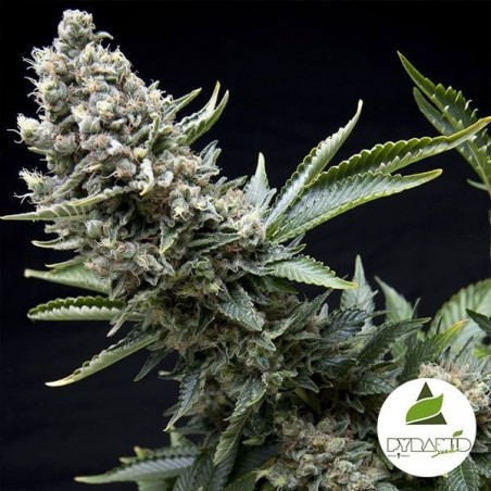 Nova York Cidade de Pyramid Seeds feminizada - GB The Green Brand