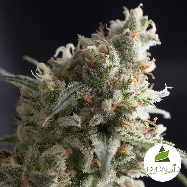 View Lennon de Pyramid Seeds 100% feminizado - GB The Green Brand