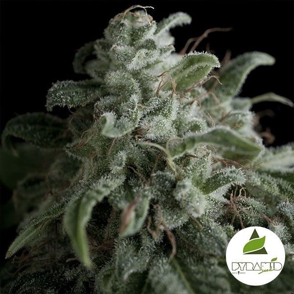 View Pyramid Seeds nefertiti feminizado - GB The Green Brand