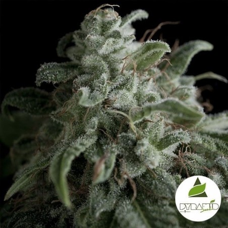 Pyramid Seeds nefertiti feminizado - GB The Green Brand