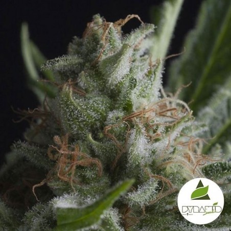 Shark of Sementes Feminizadas Pyramid Seeds - GB The Green Brand