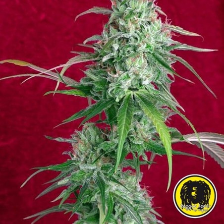 Juanita Lagrimosa de Reggae Seeds - GB The Green Brand