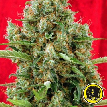 Sessão planta de maconha regular