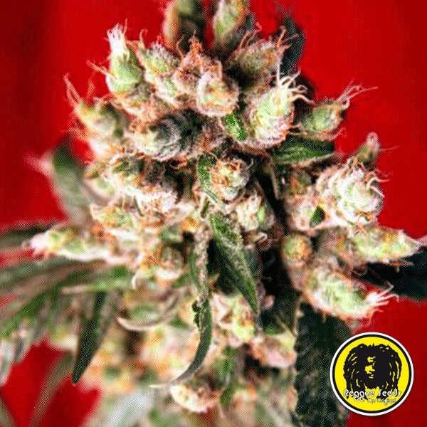 View Sementes regulares Roots planta de maconha