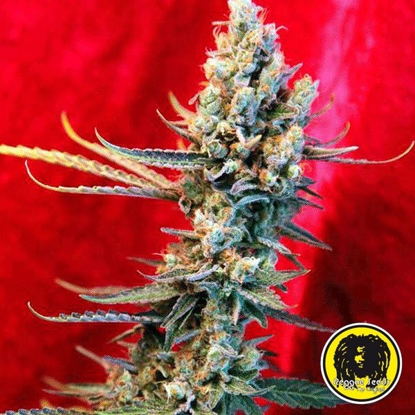 View Revolução Sementes regulares de Reggae Seeds - GB The Green Brand