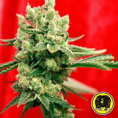 Guayaka Sementes Regulares da Reggae Seeds - Grow Barato