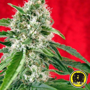 Dub Sementes Regulares de Sementes Reggae - GB The Green Brand
