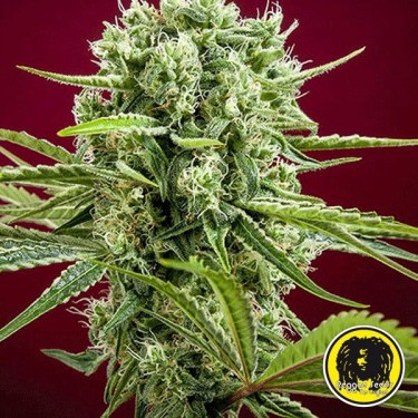 Dancehall planta de maconha regular
