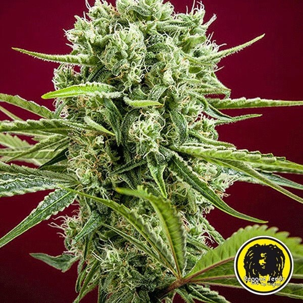 View Dancehall planta de maconha regular