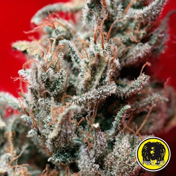 View O' Haze Vermelho Feminizado de Sementes Reggae - GB The Green Brand