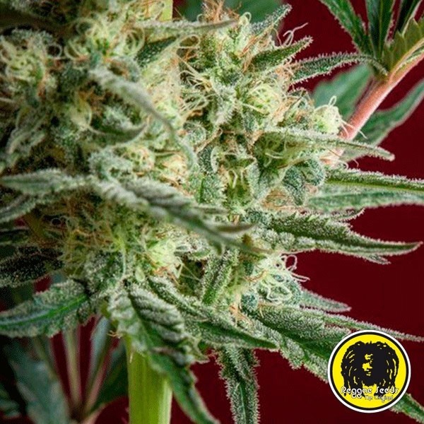 View Blackdance de Reggae Seeds feminizada - GB The Green Brand