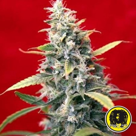 Sra. Amparo de Reggae Seeds - Feminized - GB The Green Brand