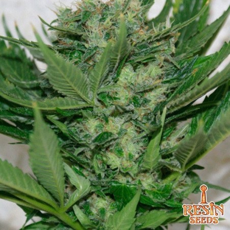 Sour P banco feminizado Resin Seeds - GB The Green Brand