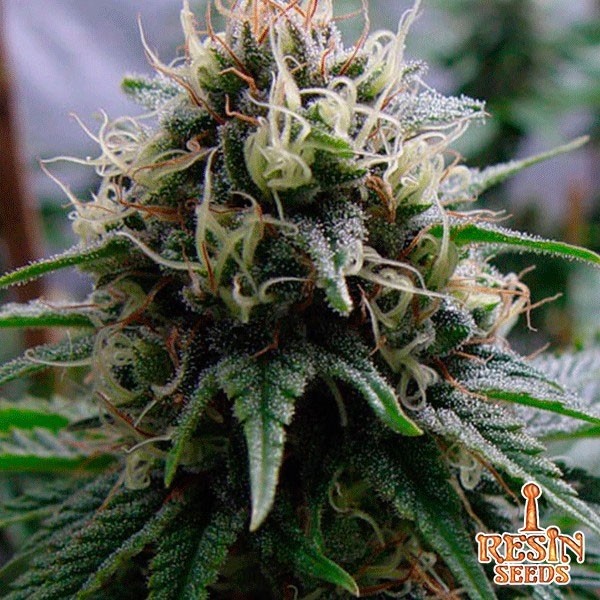 View Yummy Feminizada Resin Seeds bancária - GB The Green Brand