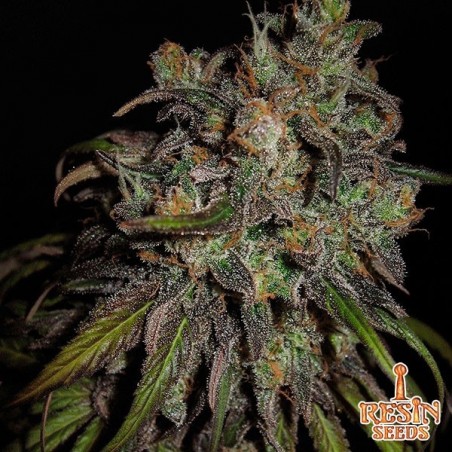 Resin Seeds feminina cannatônica - GB The Green Brand