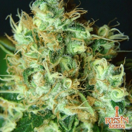Resina Sementes Feminizada Bubblicious - GB The Green Brand