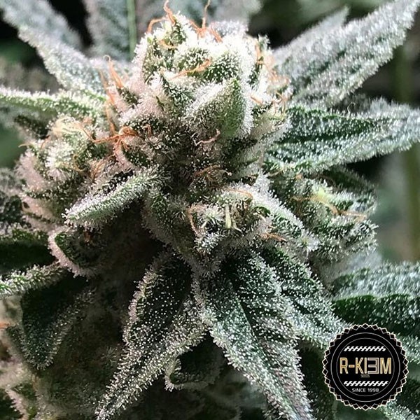 View R-Kiem Seeds Sublimator 100% feminizado - GB The Green Brand
