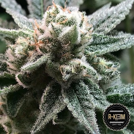R-Kiem Seeds Sublimator 100% feminizado - GB The Green Brand